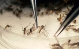 Latin Amerika’da Zika ile mücadele