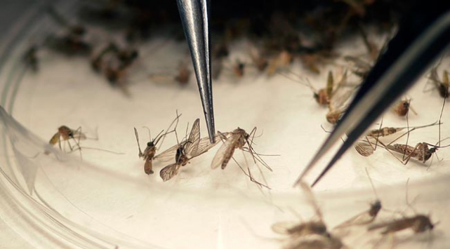 Latin Amerika’da Zika ile mücadele