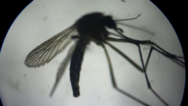 Vietnam’da Zika bağlantılı ilk mikrosefali vakası